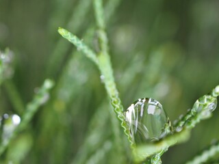 Closeup water drops on green leaf with blurred background ,macro image ,dew on nature leaves , droplets in forest ,yellow flower with drops of water, soft focus for card design