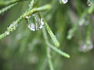 Closeup water drops on green leaf with blurred background ,macro image ,dew on nature leaves , droplets in forest ,yellow flower with drops of water, soft focus for card design
