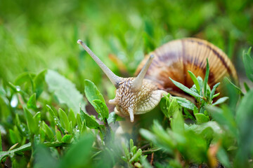 Snail crawling on grass after rain	