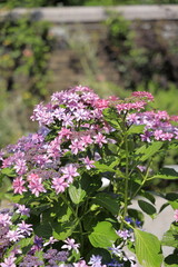 あじさい (赤紫)