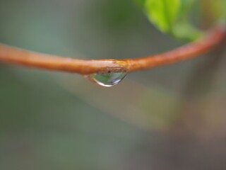 Closeup water drops on green leaf with blurred background ,macro image ,dew on nature leaves , droplets in forest ,yellow flower with drops of water, soft focus for card design