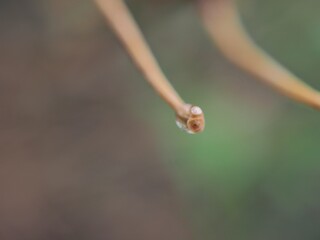 Closeup water drops on green leaf with blurred background ,macro image ,dew on nature leaves , droplets in forest ,yellow flower with drops of water, soft focus for card design