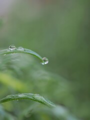 Closeup water drops on green leaf with blurred background ,macro image ,dew on nature leaves , droplets in forest ,yellow flower with drops of water, soft focus for card design