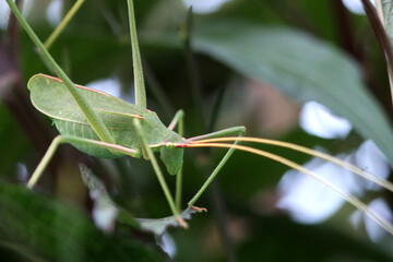 green grasshopper relaxing in sunshine