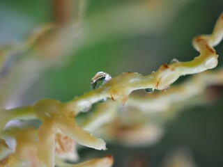Closeup water drops on green leaf with blurred background ,macro image ,dew on nature leaves , droplets in forest ,yellow flower with drops of water, soft focus for card design