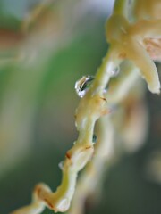 Closeup drops of water on green leaf of plant with blurred background ,soft focus, macro image, dew on pine leaves in nature for card design