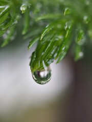 Closeup drops of water on green leaf of plant with blurred background ,soft focus, macro image, dew on pine leaves in nature for card design