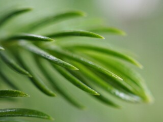 Closeup green leaf of plant with blurred background ,soft focus, macro image,  pine leaves in nature for card design