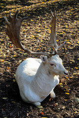  Portrait von Hirsch und Reh
