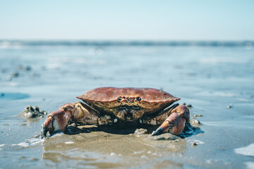 Krabbe im Wattenmeer