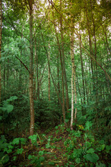 Dense forest with young thin trees.
