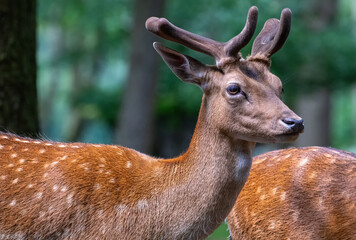 Porträt eines jungen Damhirschen im Wald