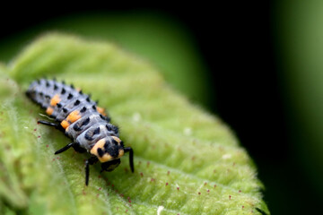 ladybird larva sitting on a leaf