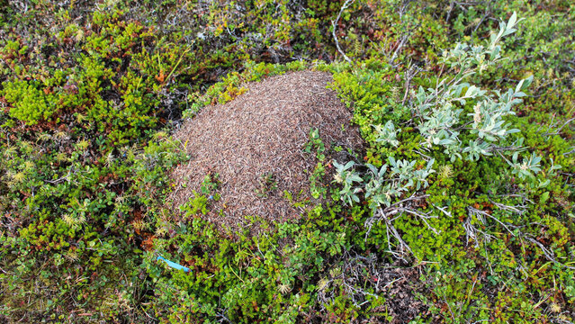Ant mounds of the formica lugubris in the arctic tundra, northern Sweden