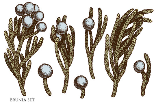 Vector set of hand drawn colored brunia