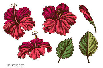 Vector set of hand drawn colored hibiscus © Sad