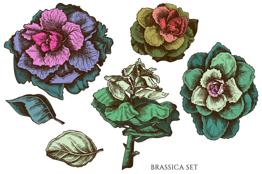 Vector set of hand drawn colored brassica