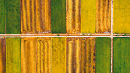 Aerial top view photo from flying drone of a land with sown green fields in countryside in spring day. Land with grown plants of paddy © BullRun