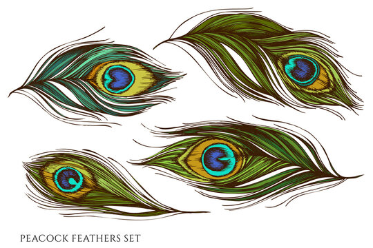 15+ Peacock Feather Drawing