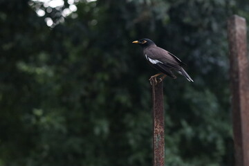 black winged blackbird