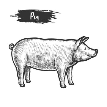 Vintage sketch of pig or pork animal.Piggy, piglet
