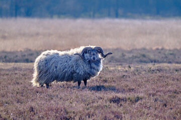 A Drents heather sheep in winter coat with long curved horns on the Meindersveen heath. Cold sunny day. Drenthe, Meindersveen, the Nertherlands.