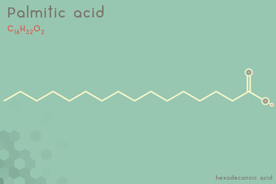 Large and detailed infographic of the molecule of Palmitic acid.