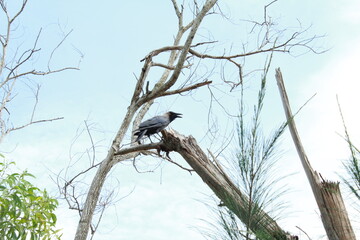 Crow crying ... Cyclonic devastation