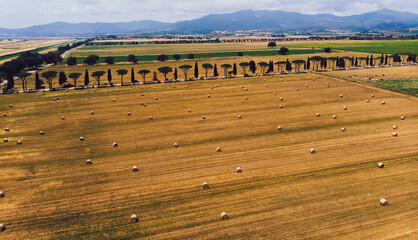 Aerial view of yellow agricultural fields after harvesting. Bird's eye view of picturesque...