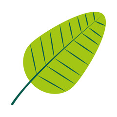 tropical leaf icon, flat style