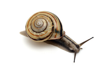 ミスジマイマイ　白バック