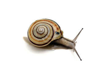 カタツムリ　白バック