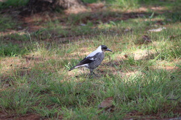 bird in nature