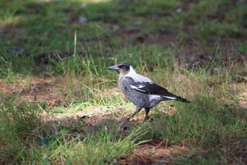 Obraz premium bird in nature