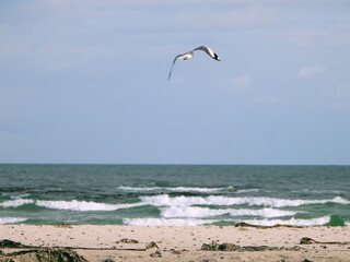 Fototapeta na wymiar Lone seagull above the surf
