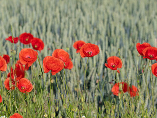 Roter Klatschmohn,Papaver rhoeas,am Feldrand