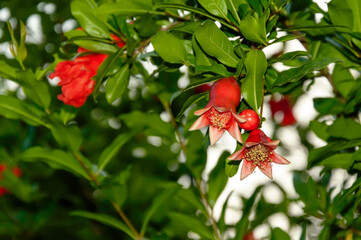 Pomegranate tree branch with flowers turning into small fruits on sunny day. Punica Granatum...