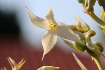 Kalanchoe marmorata succulent