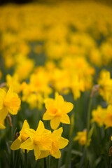 Daffodils