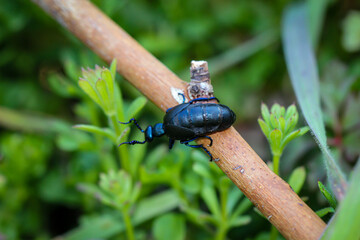 Eine Nahaufnahme eines Schwarz Blauen Ölkäfer. Diese Ölkäfer können eine gelbe giftige Flüssigkeit absondern.