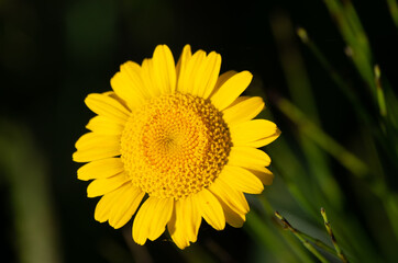 Macro di un fiore estivo giallo