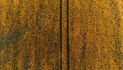 Beautiful aerial view of grain fields during golden sunset. Bird's eye top view of wheat meadows before harvest season. Agricultural industry with cultivation of oats