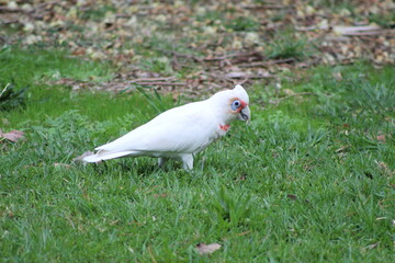 bird in nature