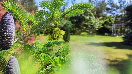 Iglak © Krzysztof Zych