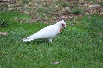 bird in nature