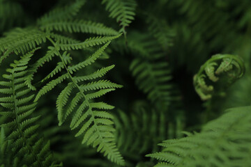 Fototapeta na wymiar Beautiful background made with young green fern leaves.Perfect natural fern pattern.