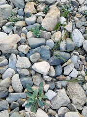 pebbles on the beach