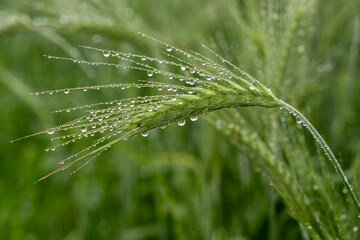 zielony kłos pszenicy w deszczu