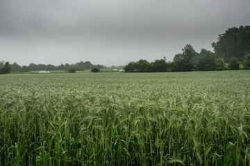pole pszenicy w trakcie deszczu, na tle zamglonego nieba