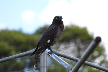 bird in nature